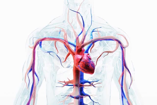 Human circulatory system